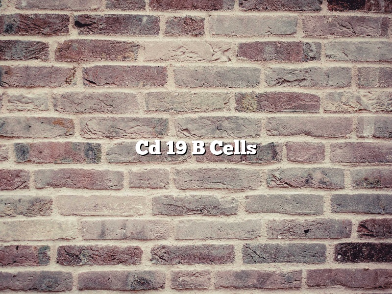 Cd 19 B Cells